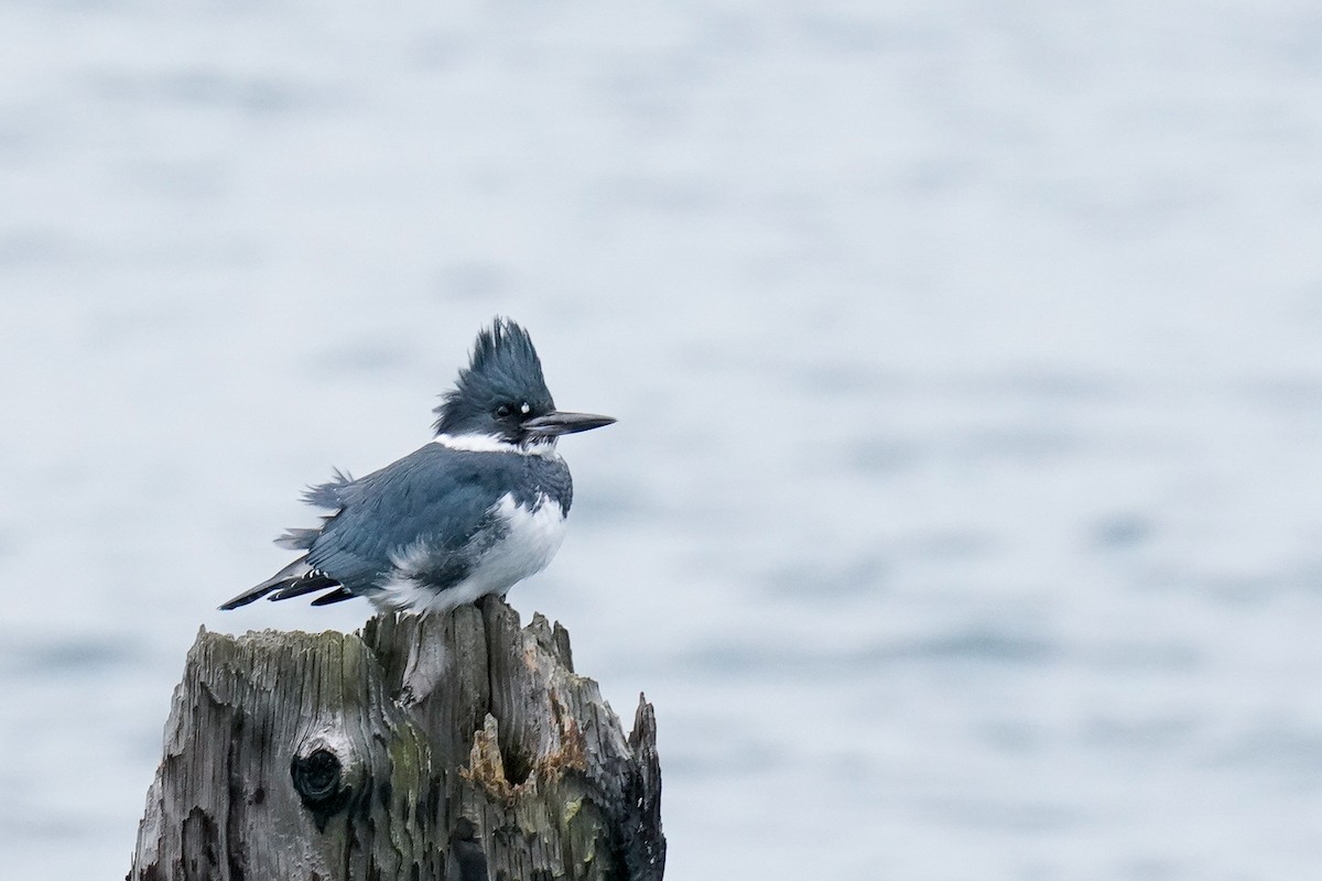 Belted Kingfisher - ML528579061