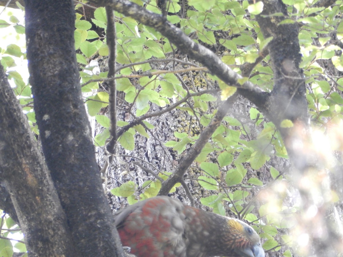 New Zealand Kaka - ML528579741