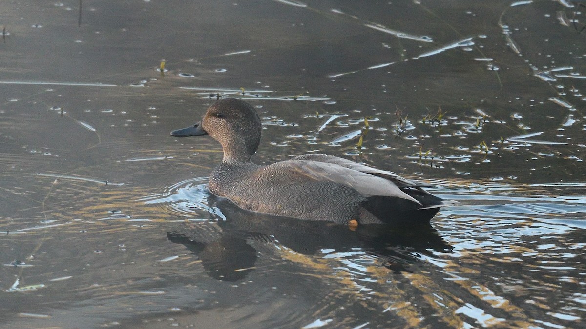 Gadwall - Matt Bush