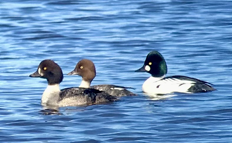 Barrow's Goldeneye - Bob Battagin