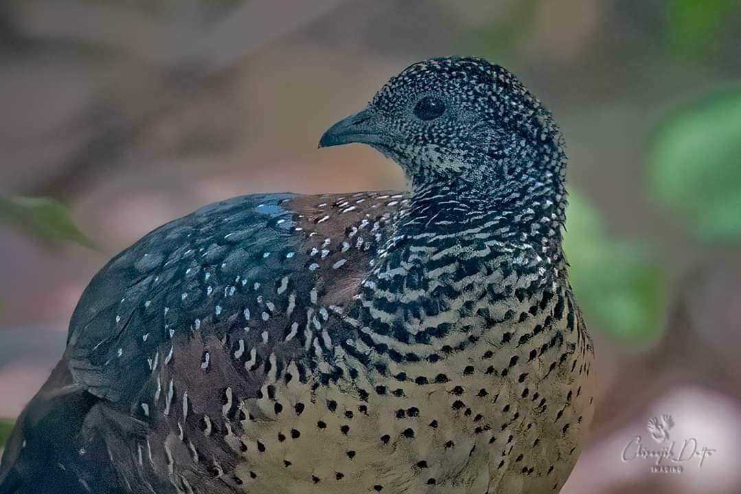 Painted Spurfowl - Chiranjib Dutta