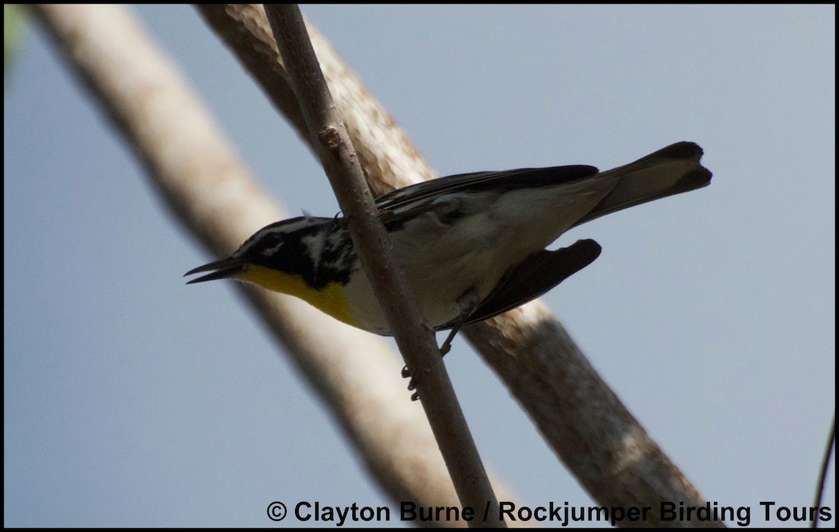 Yellow-throated Warbler - Clayton Burne