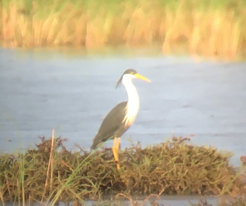 Pied Heron - Chris Hassell