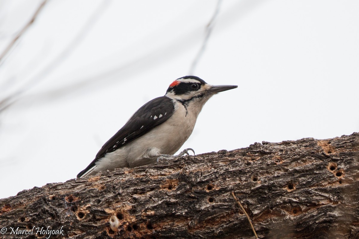 Hairy Woodpecker - ML528582081