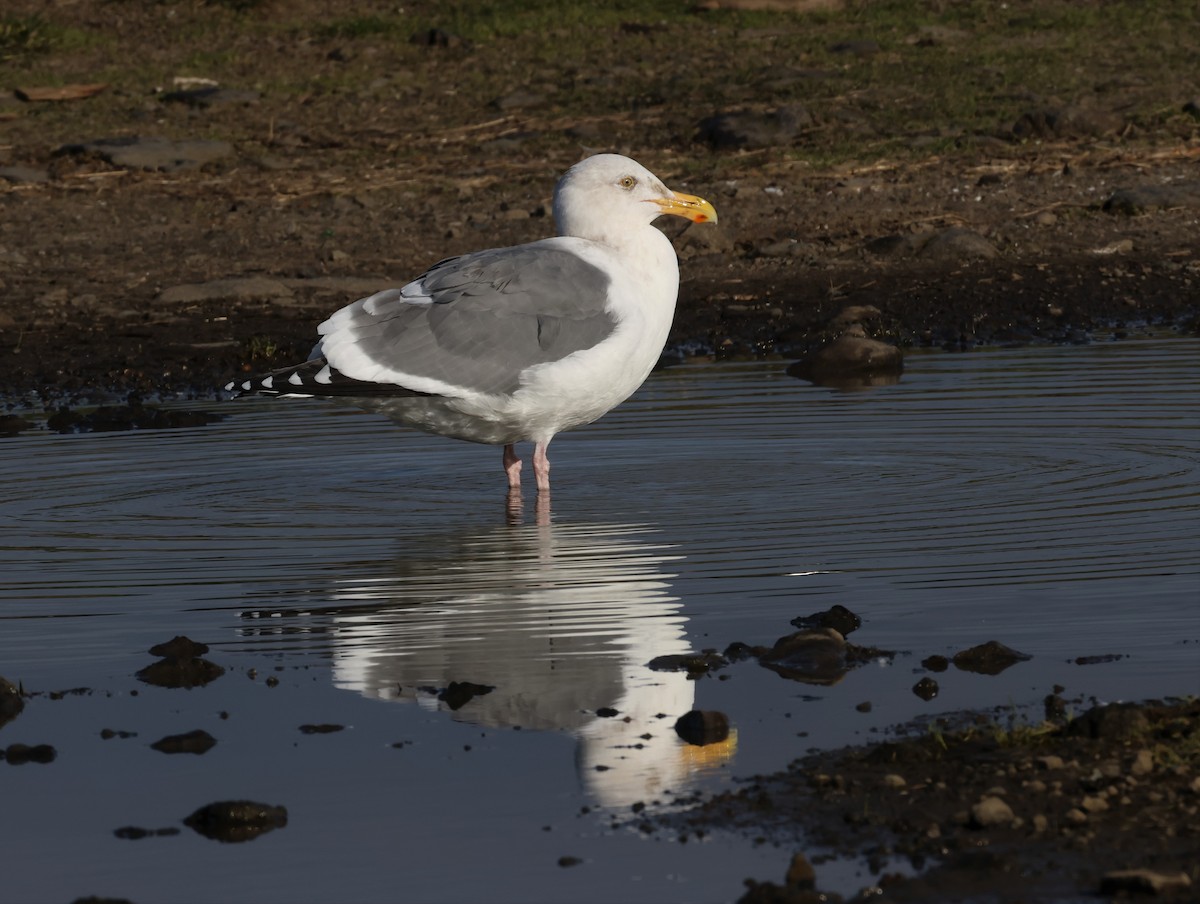 Western Gull - ML528583111