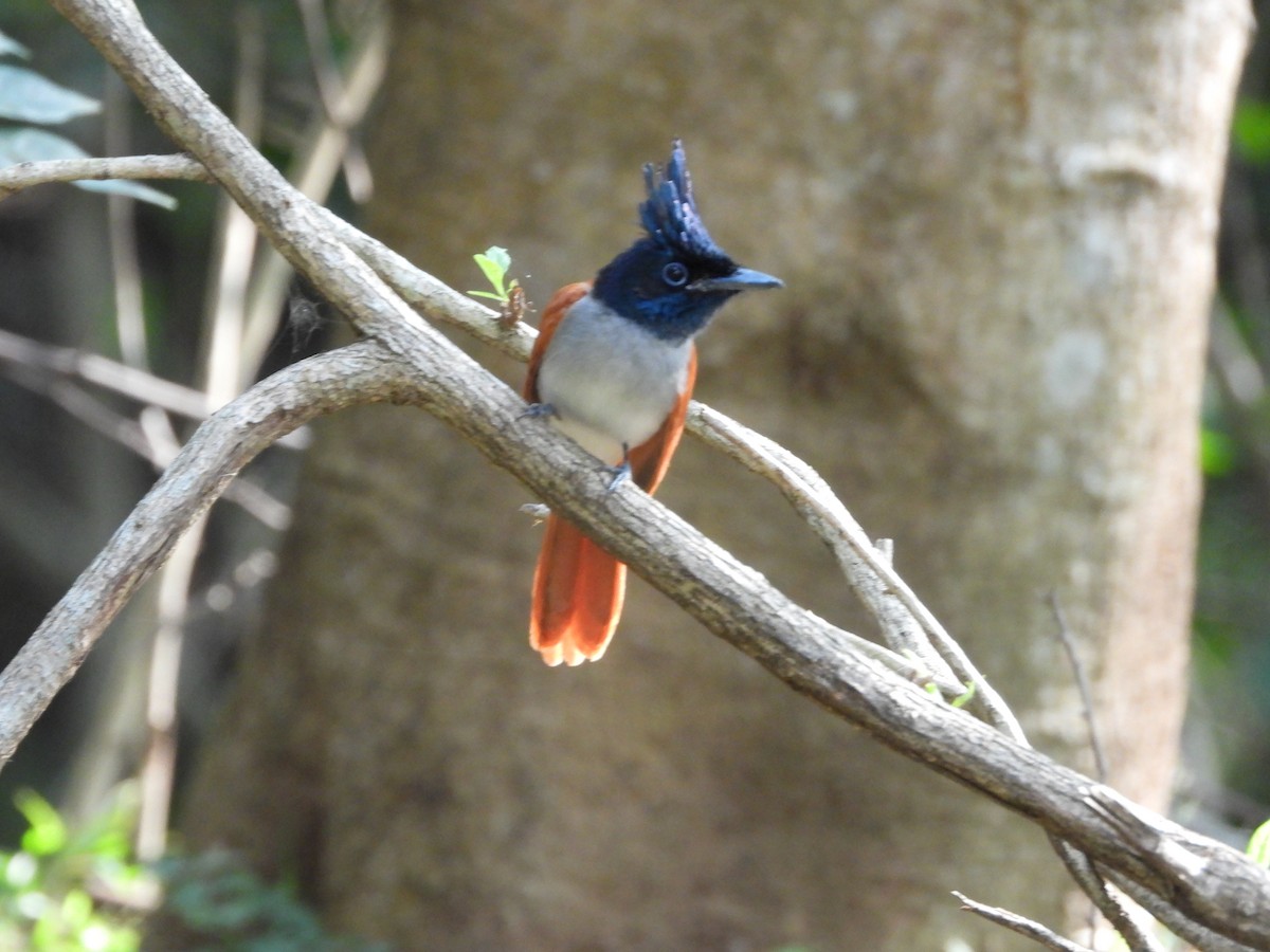 Indian Paradise-Flycatcher - ML528583271