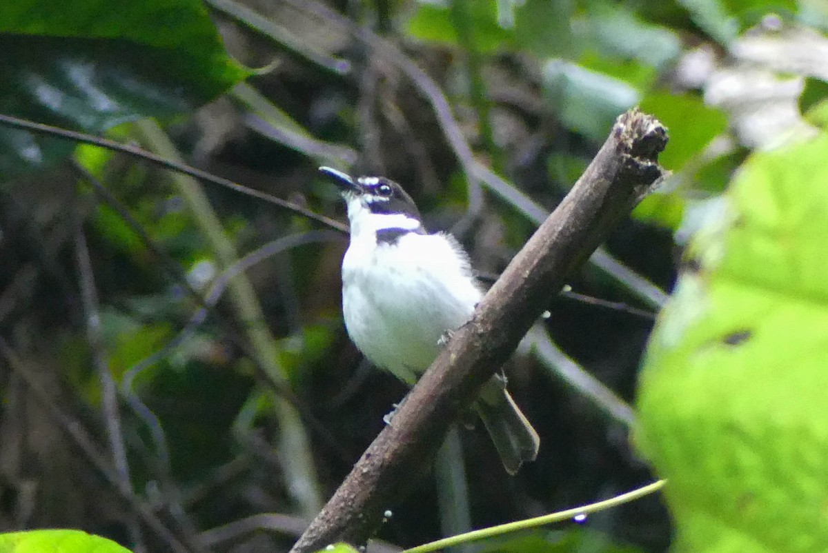 Black-sided Robin - ML528583351