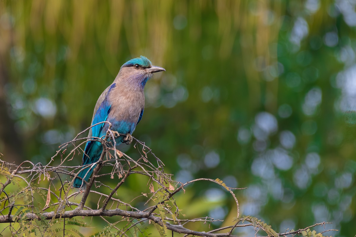 Indochinese Roller - ritwick bhattacharyya