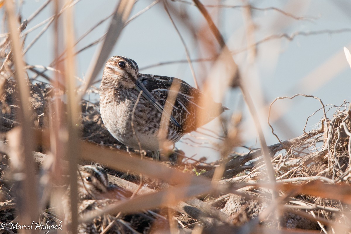 Wilson's Snipe - ML528584061