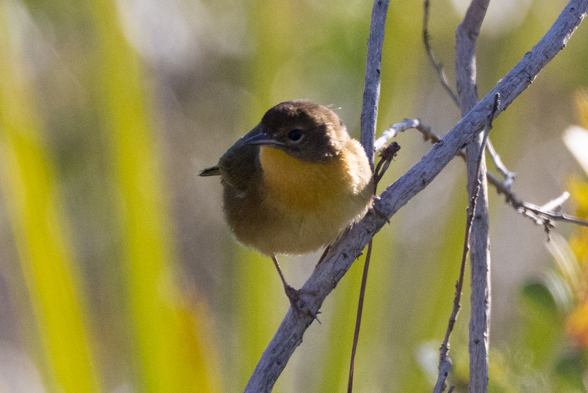 Common Yellowthroat - John Reynolds