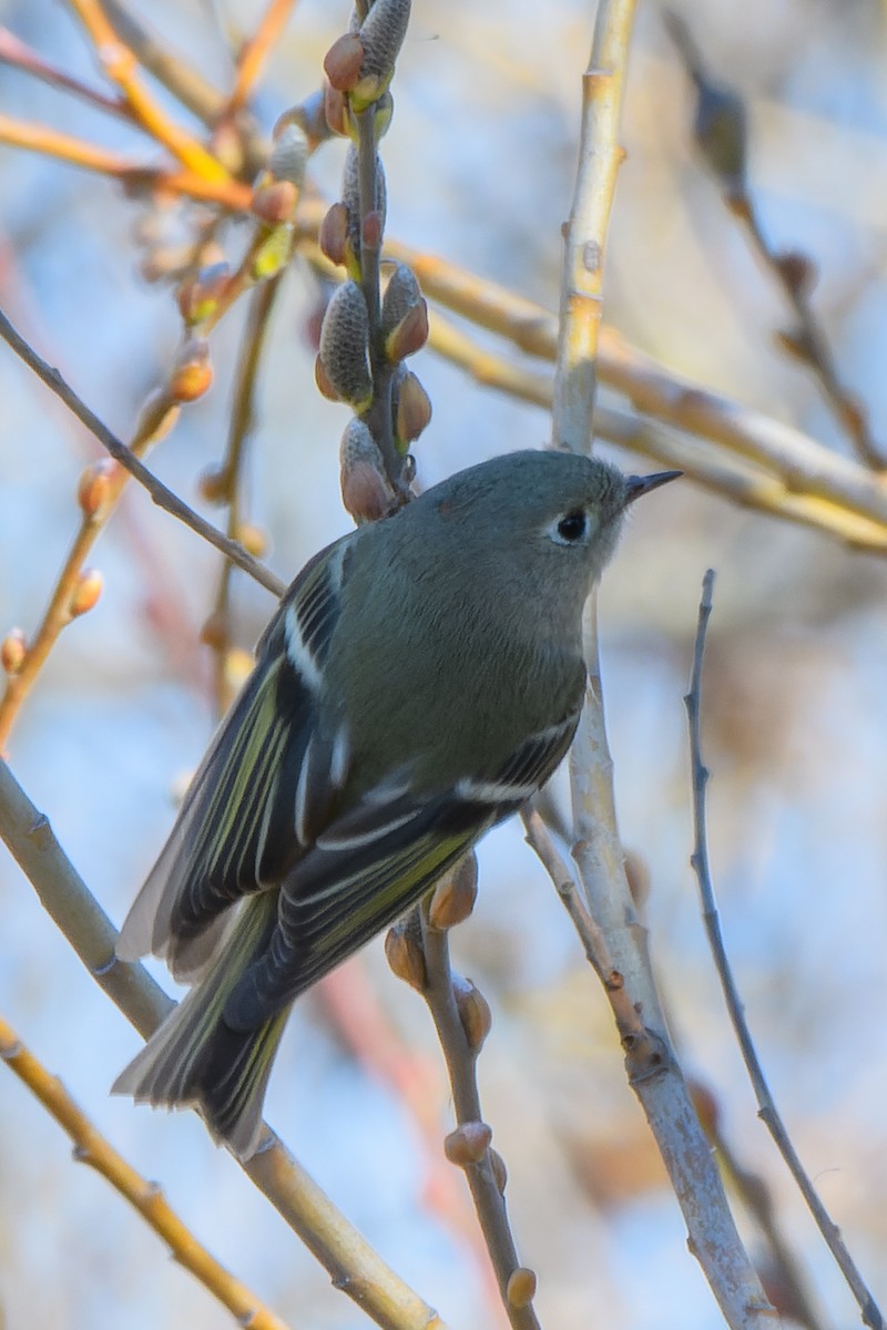 Ruby-crowned Kinglet - Gregg McClain