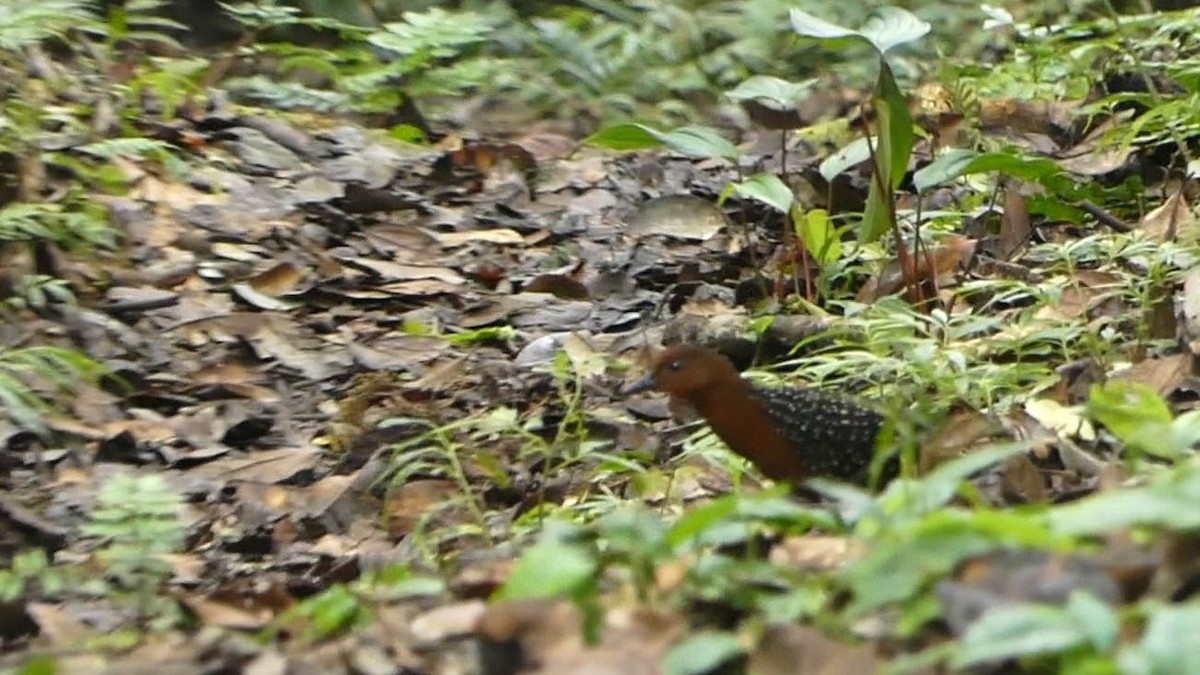 White-striped Forest Rail - ML528586551