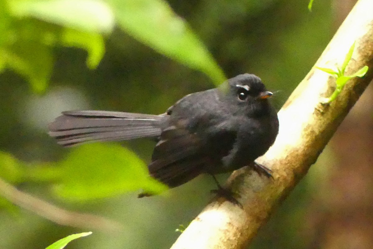 Black Fantail - Stephanie Levins