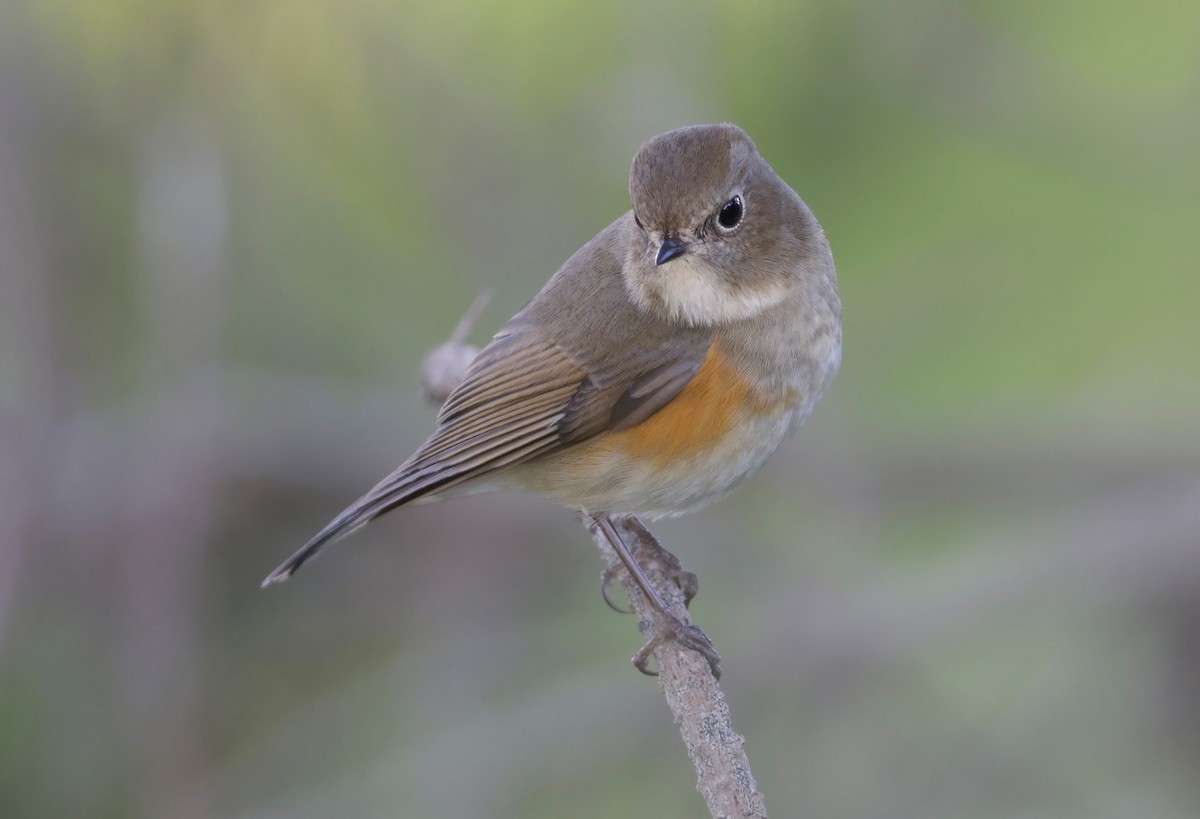 Red-flanked Bluetail - ML528587901