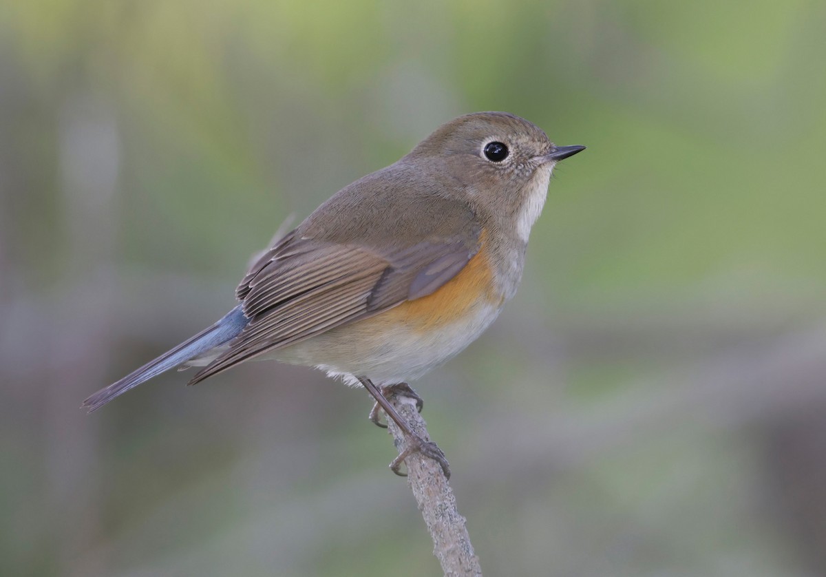 Red-flanked Bluetail - ML528588051