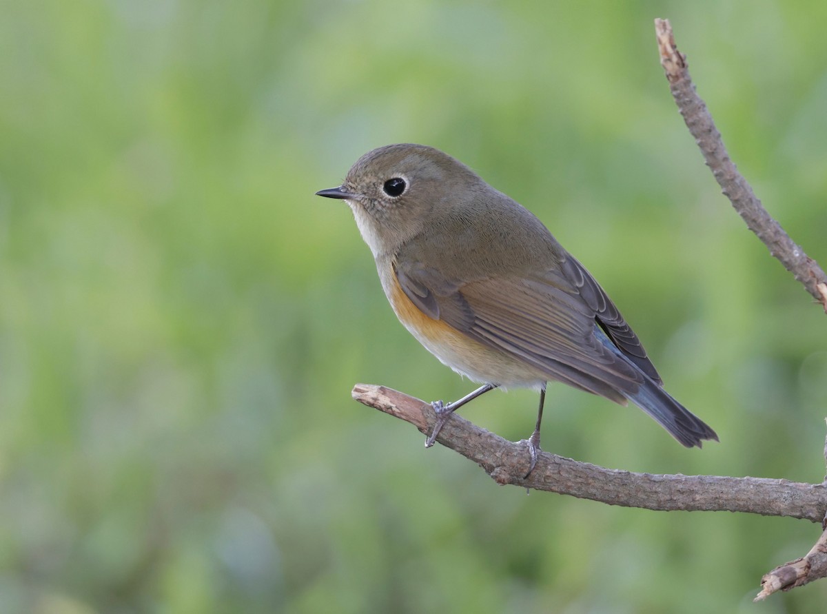 Red-flanked Bluetail - ML528588121