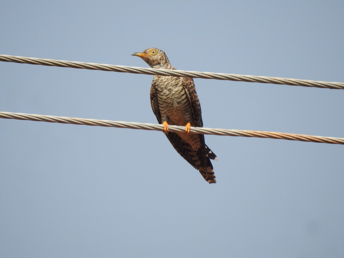 Common Cuckoo - Ashwin R