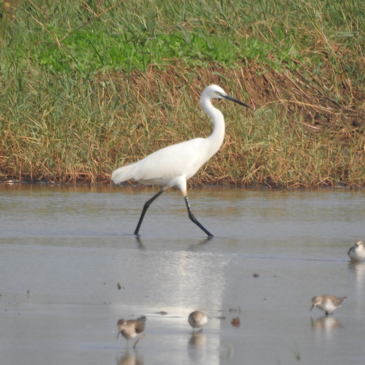 Little Egret - ML528589611