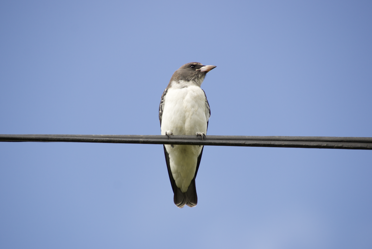 White-breasted Woodswallow - Ethan Dean