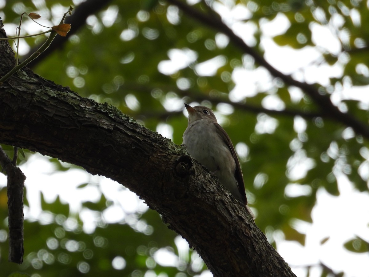 Asian Brown Flycatcher - ML528590871