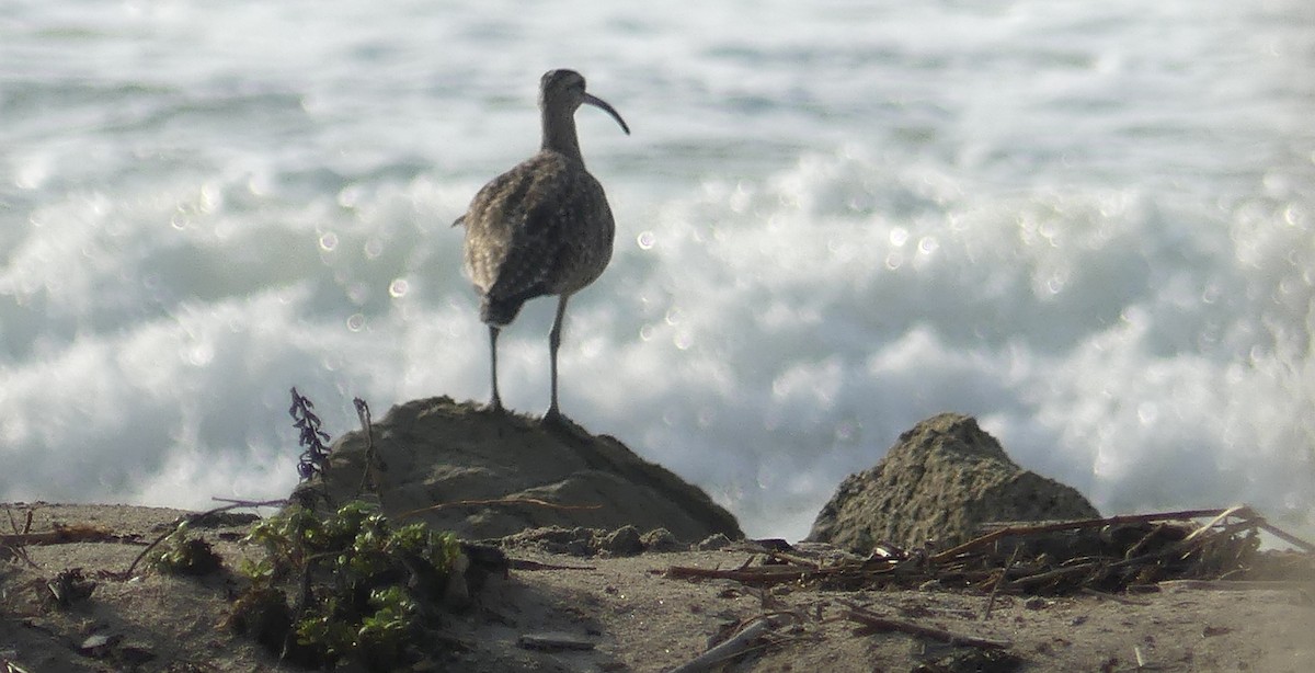 Whimbrel - ML528591311