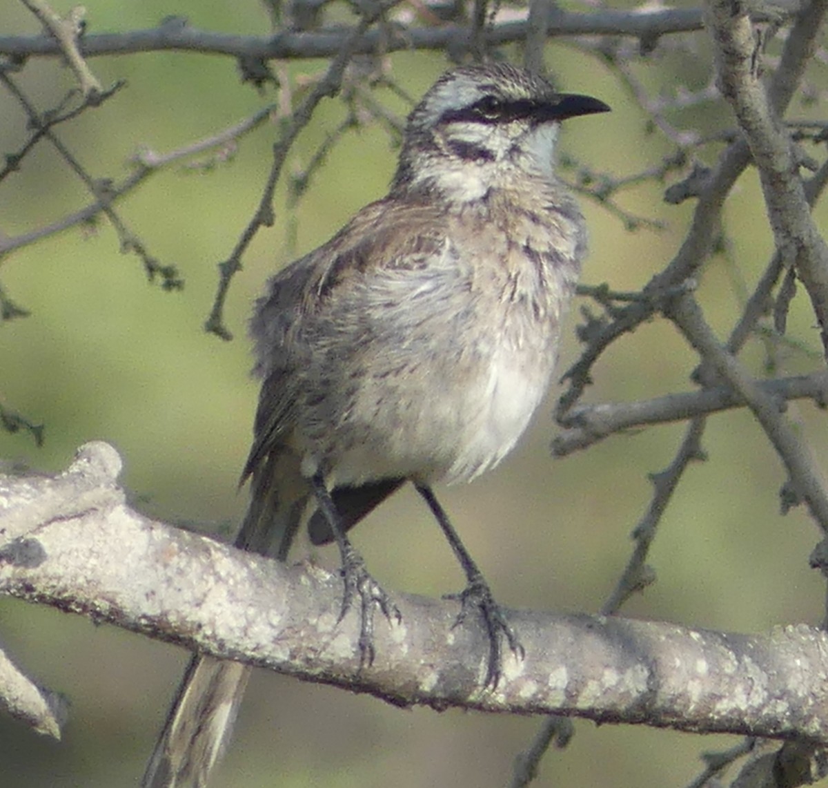 Long-tailed Mockingbird - ML528591331