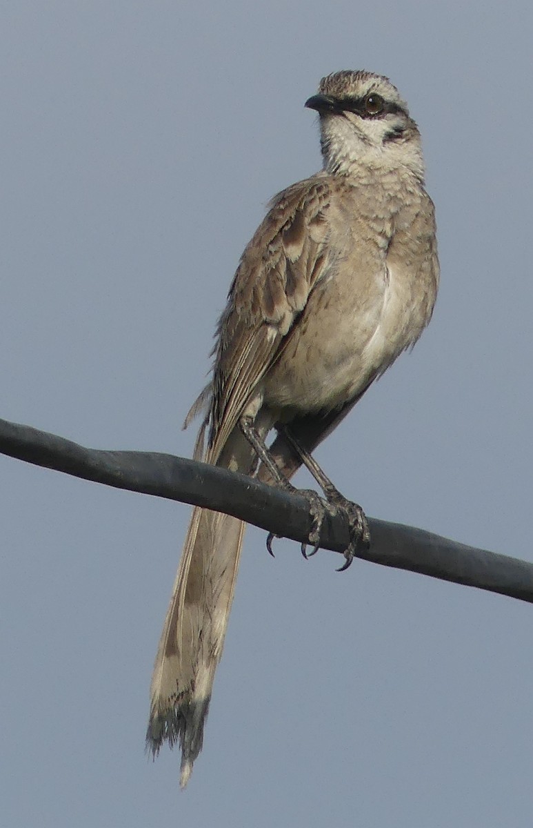 Long-tailed Mockingbird - ML528591341