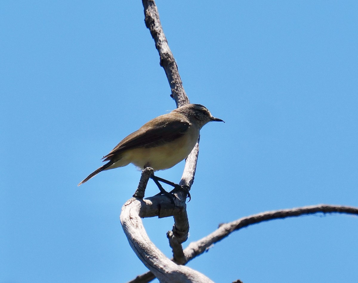 Yellow-rumped Thornbill - ML528591561