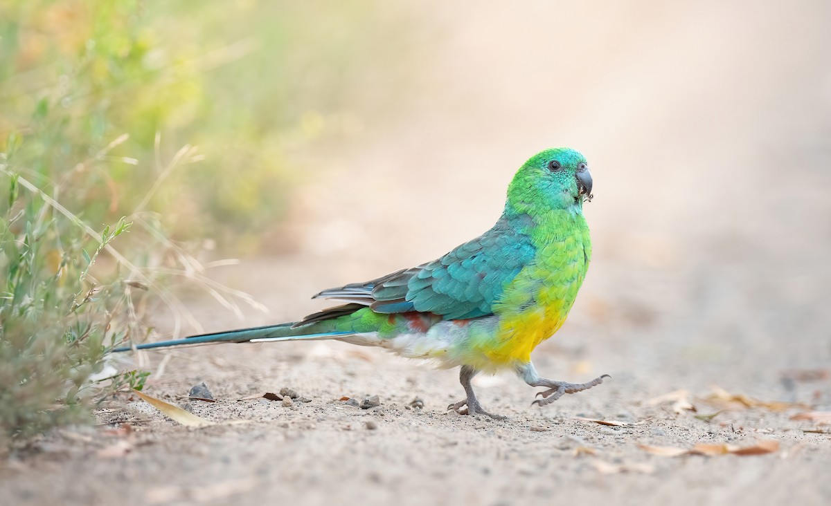 Red-rumped Parrot - Martin Anderson