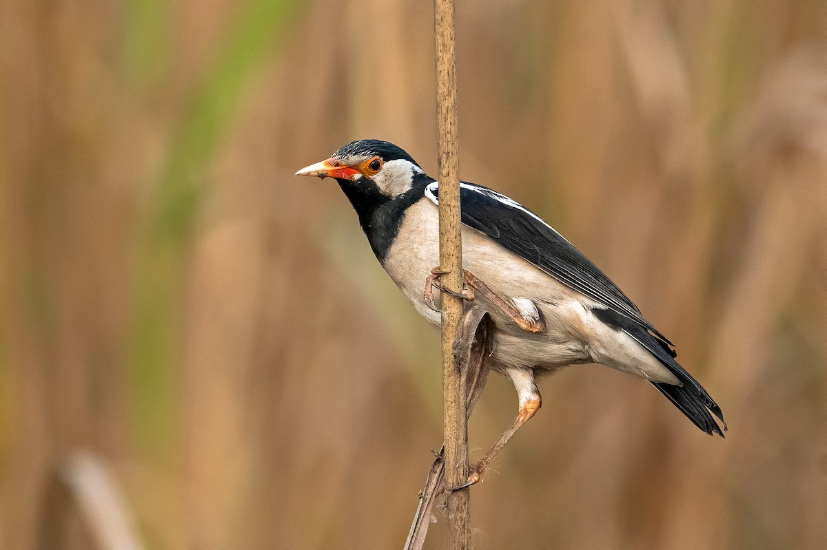 Indian Pied Starling - ML528592301