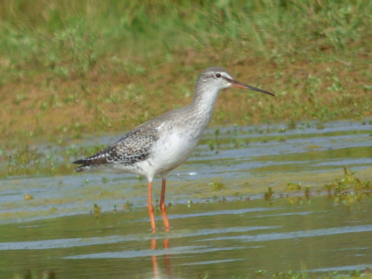 Spotted Redshank - ML52859241