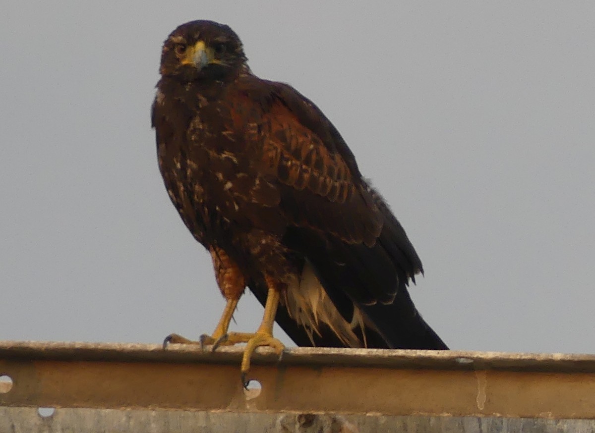 Harris's Hawk - ML528592431