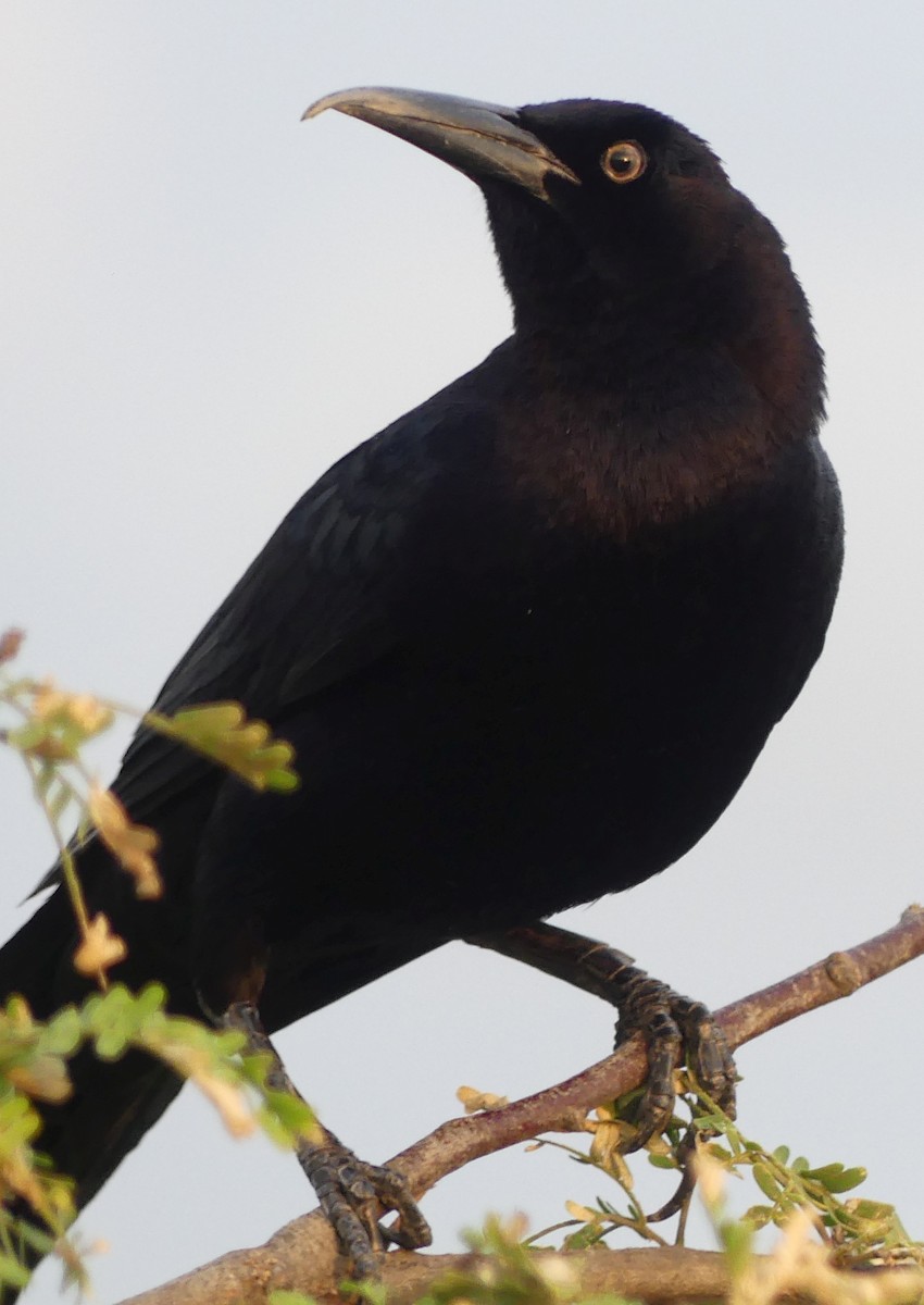 Great-tailed Grackle - ML528592461