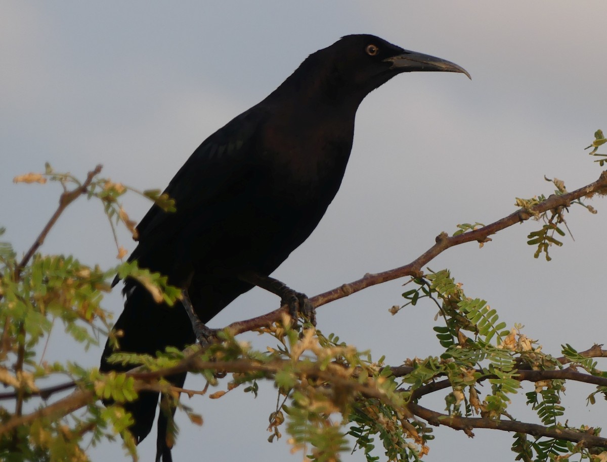 Great-tailed Grackle - ML528592471