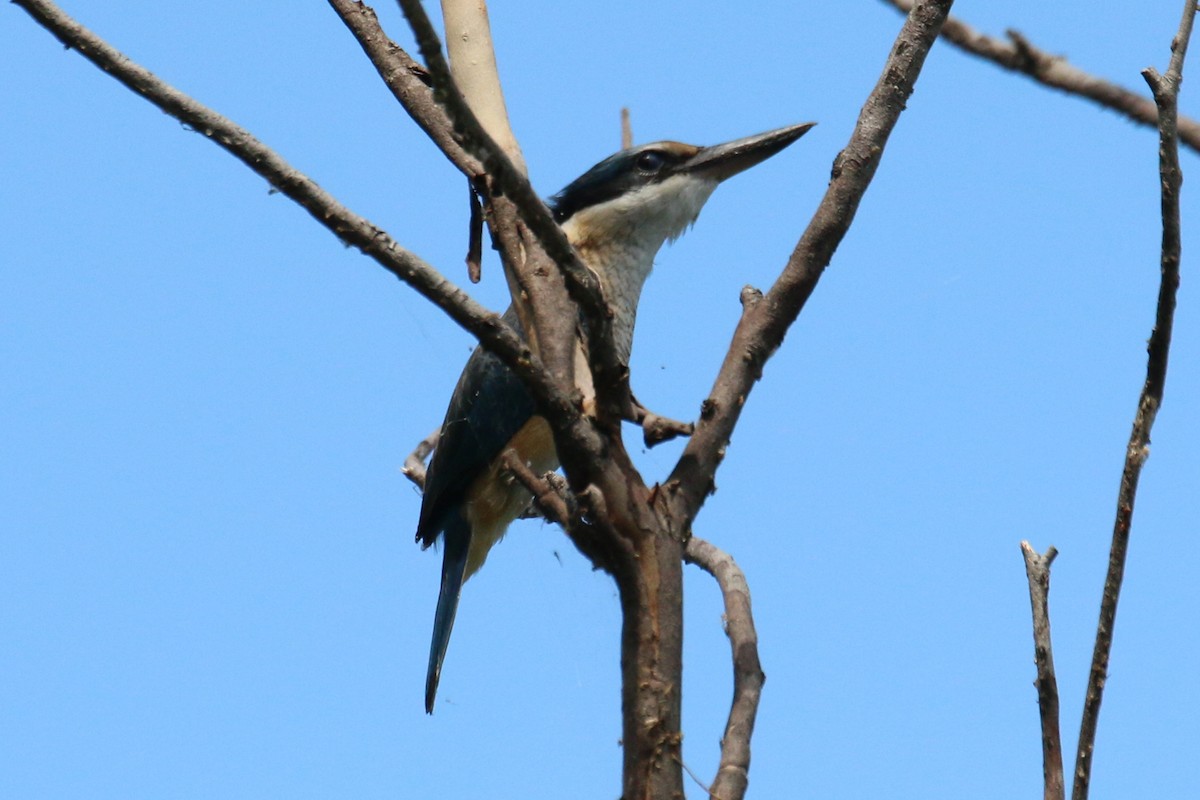 Sacred Kingfisher (Australasian) - ML528592571