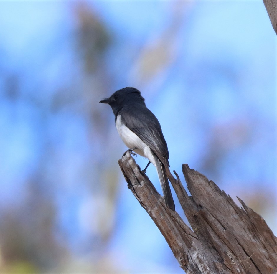 Leaden Flycatcher - ML528592611