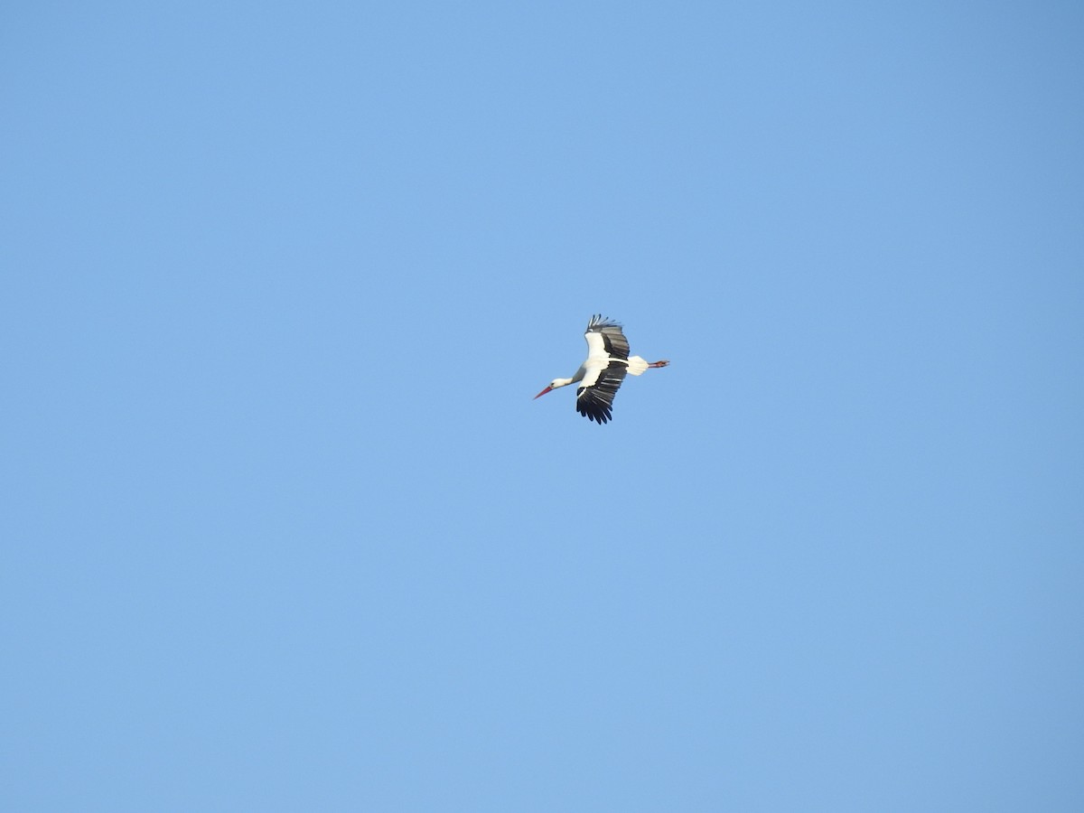 White Stork - ML528592791