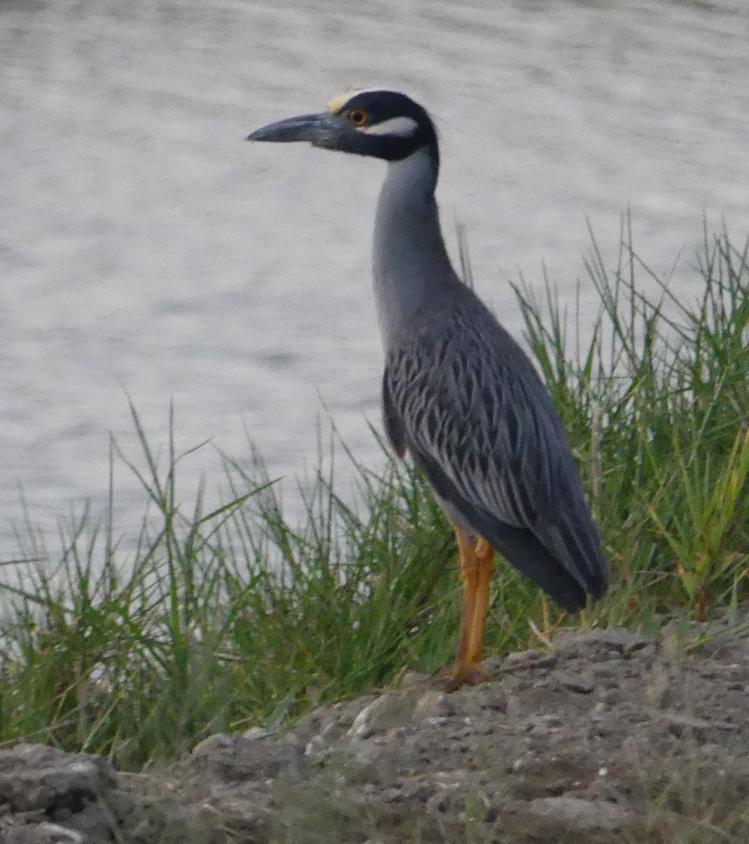 Yellow-crowned Night Heron - ML528592831