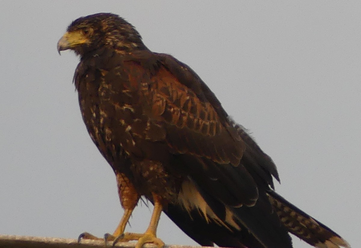 Harris's Hawk - ML528592841