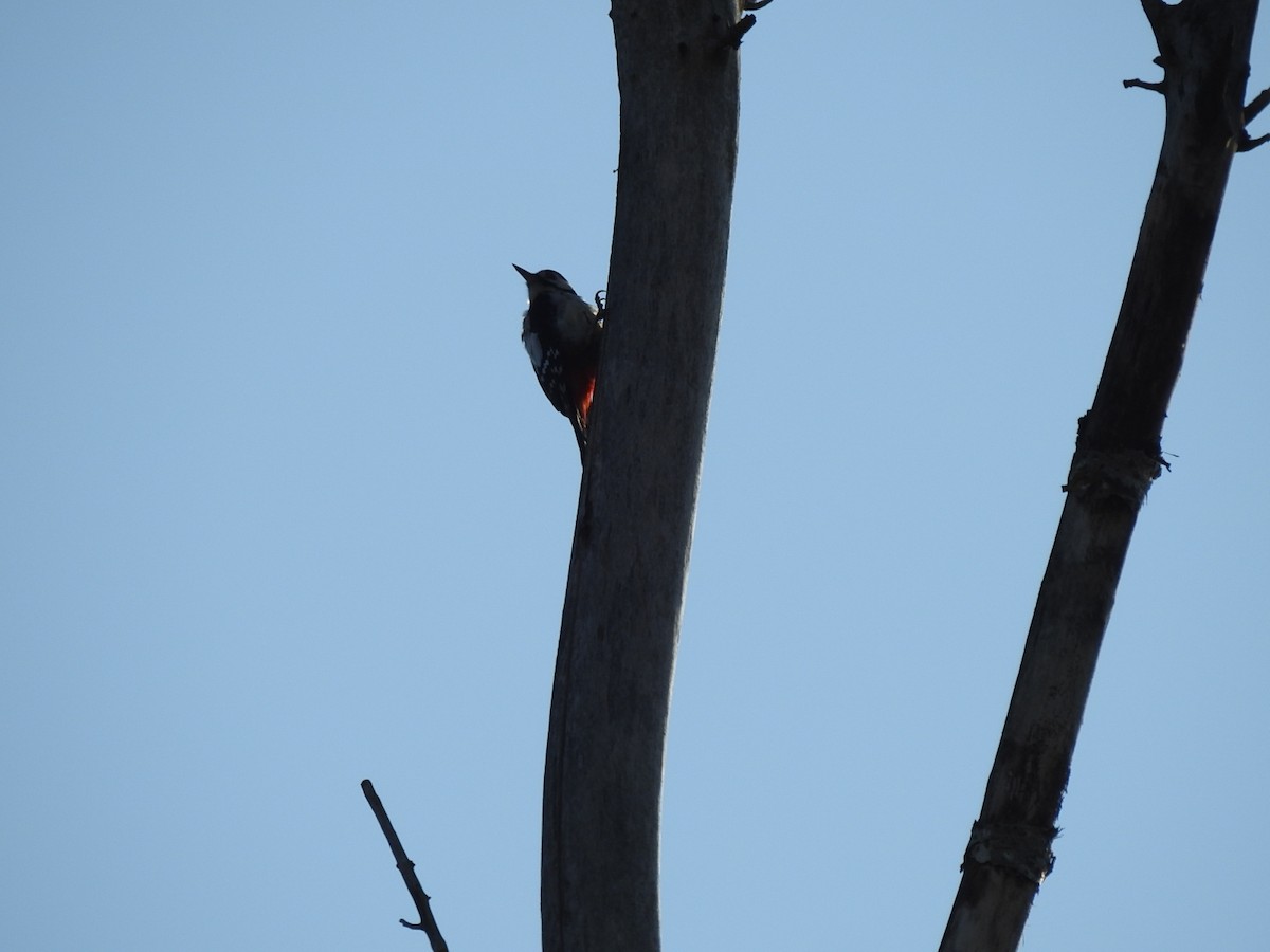 Great Spotted Woodpecker - ML528593041