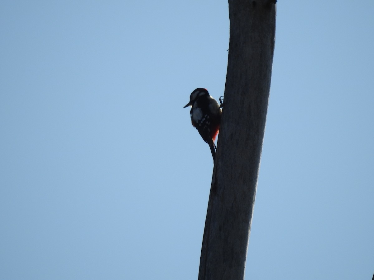Great Spotted Woodpecker - ML528593051