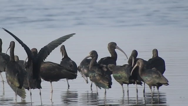 ibis hnědý - ML528593251