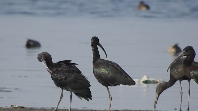 ibis hnědý - ML528593301
