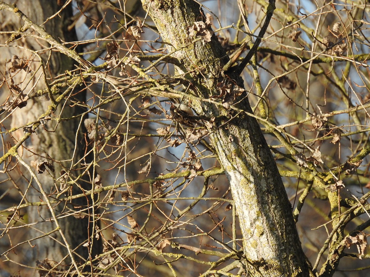 Short-toed Treecreeper - ML528593441