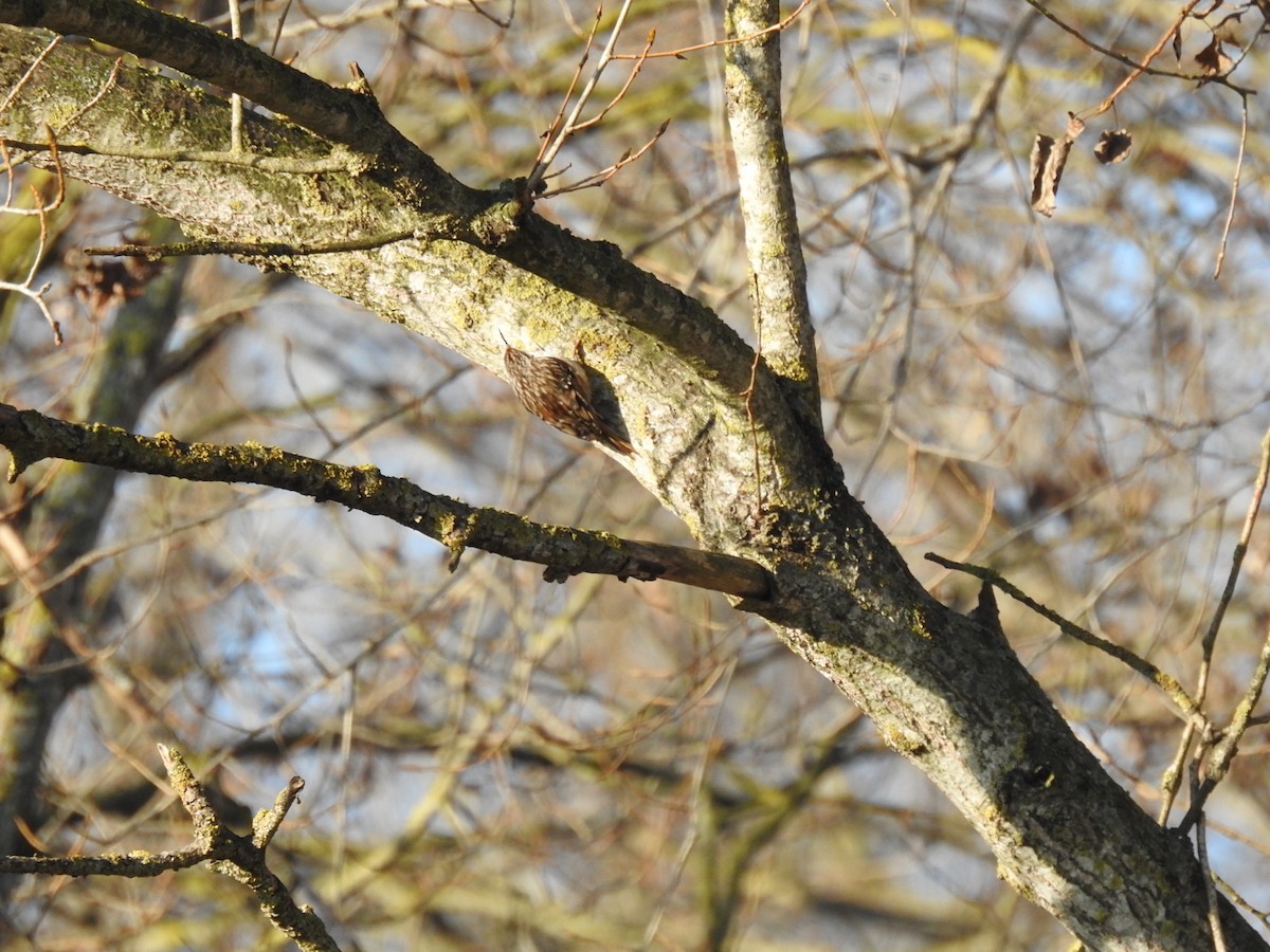 Short-toed Treecreeper - Jorge López Álvarez