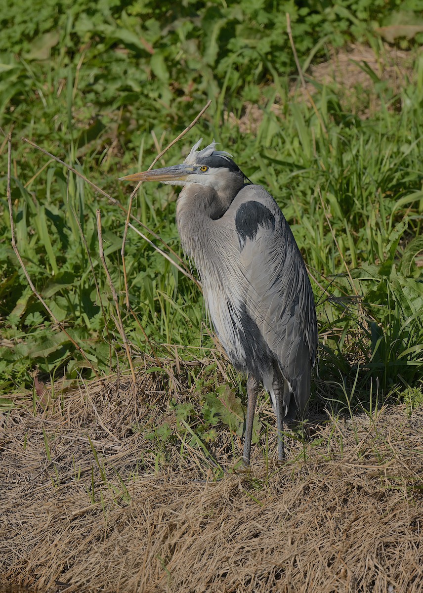 Garza Azulada - ML528594361