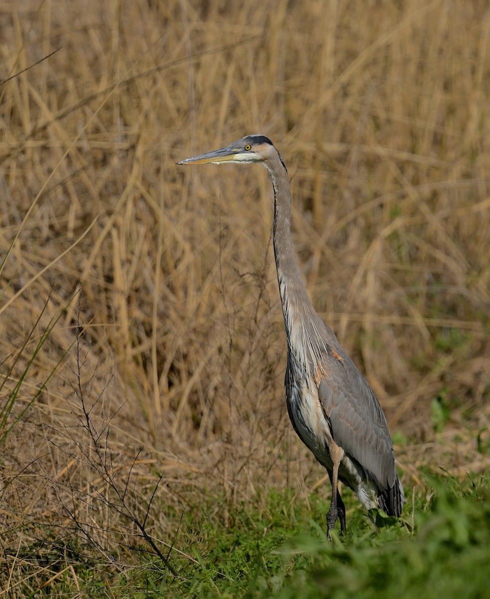 Garza Azulada - ML528594381