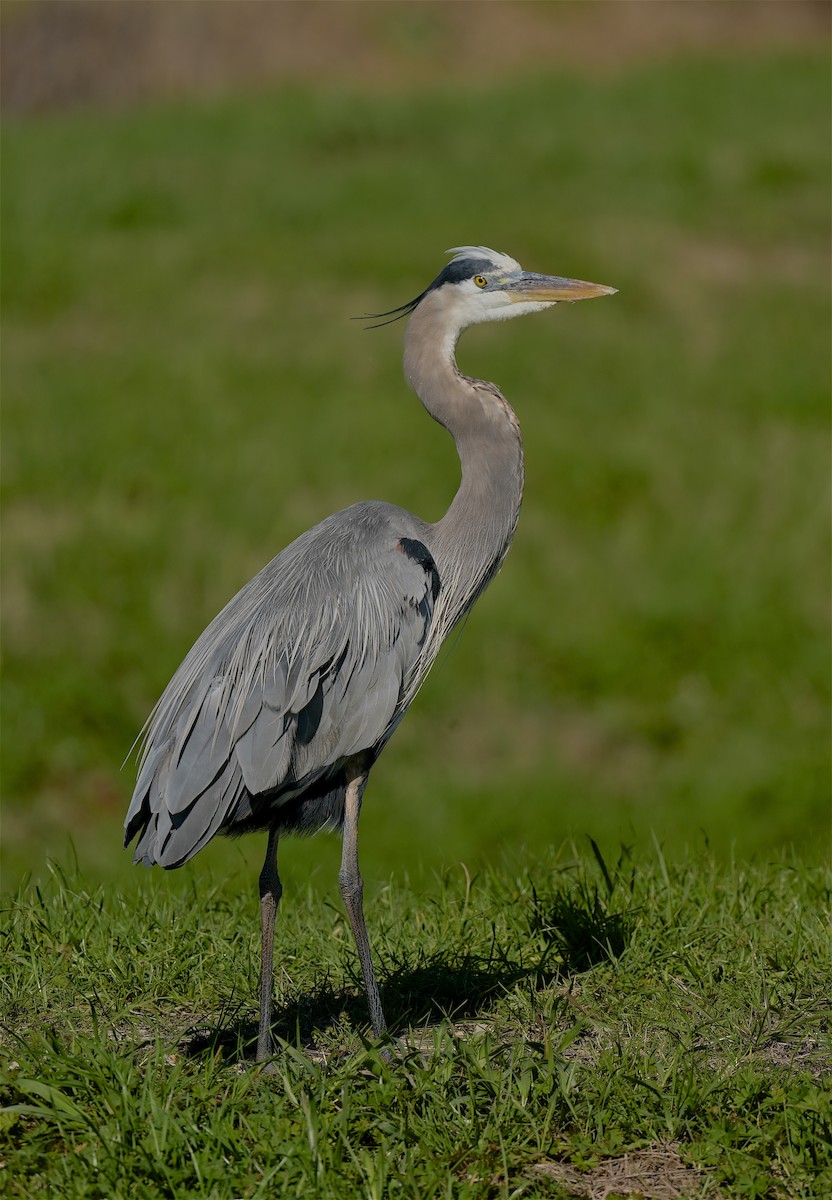 Great Blue Heron - ML528594391