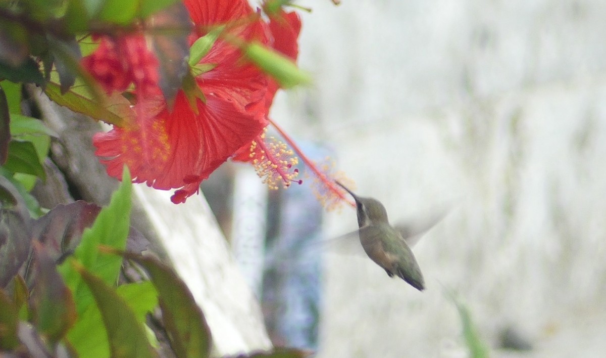 Colibri à queue courte - ML528595011