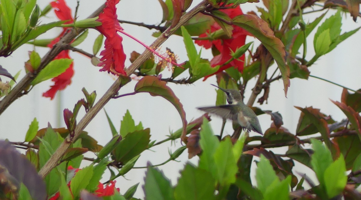 Colibri à queue courte - ML528595021